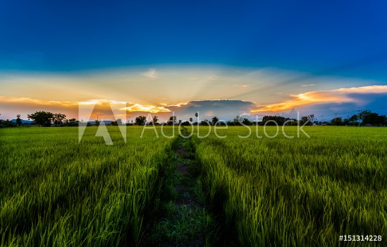 Picture of Rice green fields in sunset time
